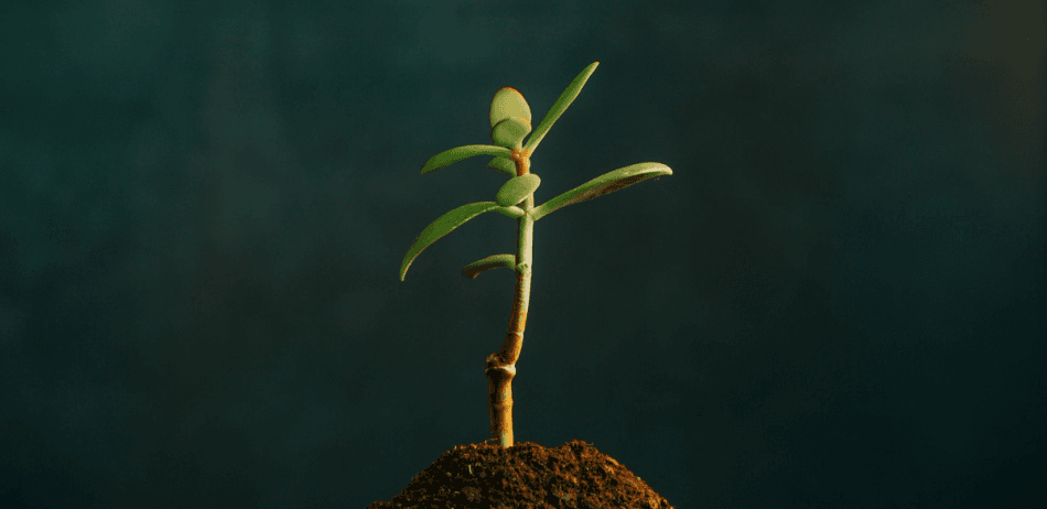 Seedling sprouting from a small mound of soil